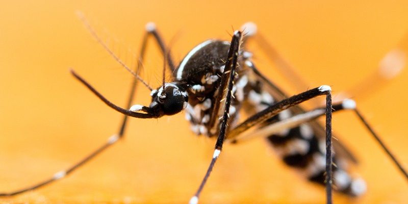 What You Need to Know About Mosquitoes - MosquitoNix South Florida