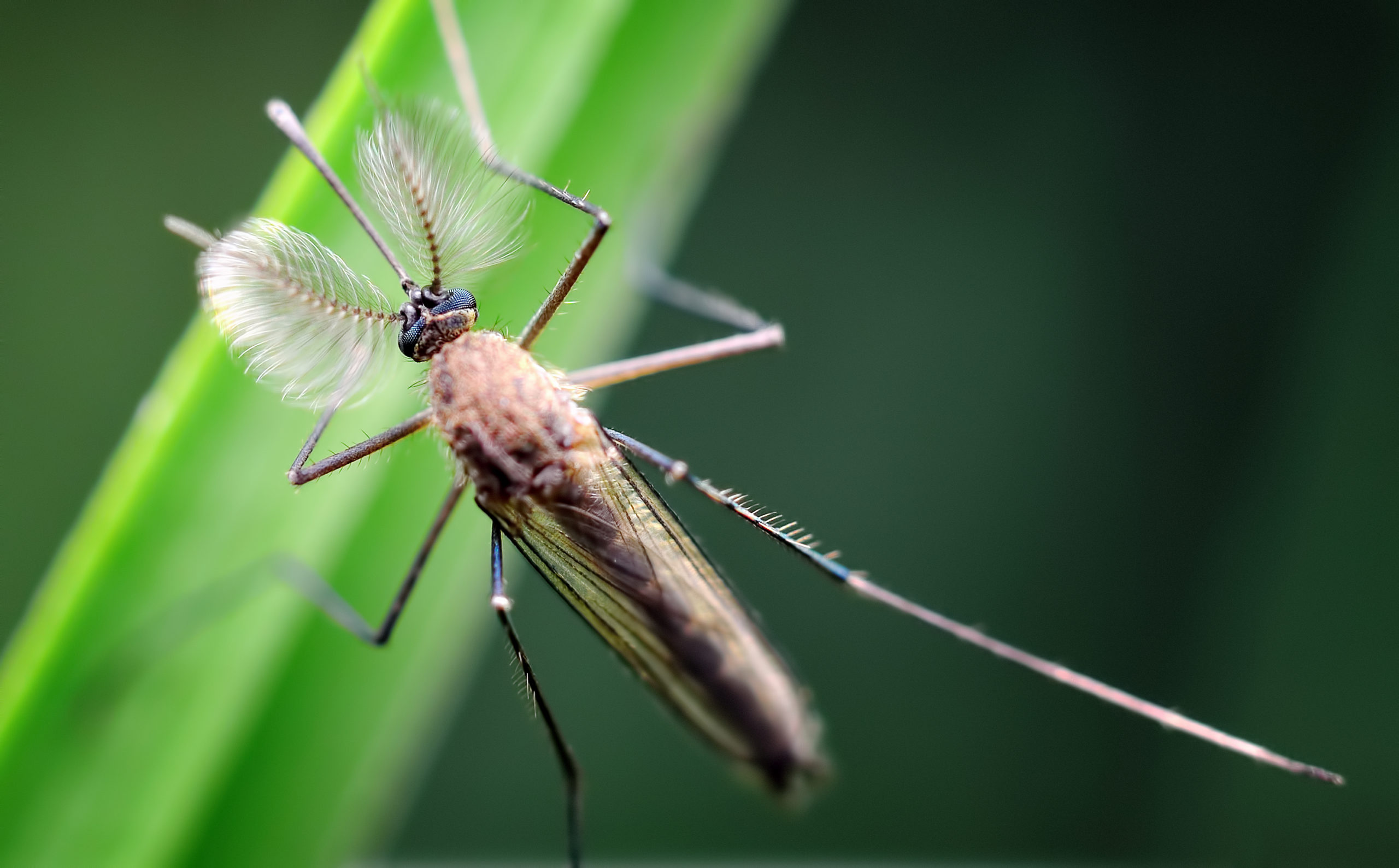 7 Facts About Mosquitoes | Mosquito Control Ft. Lauderdale