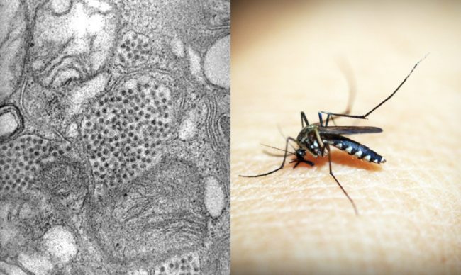 Eastern Equine Encephalitis Virus caused by Mosquitoes