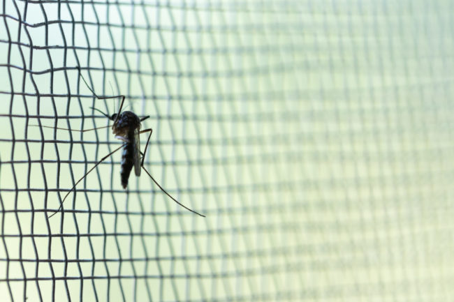 mosquito on net wire screen