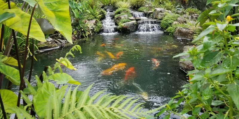Fish Pond