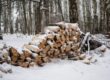 Pile of Wood covered with snow in forest in winter