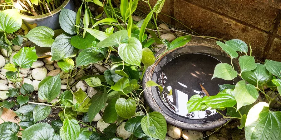 Old container in outdoors stores stagnant water and breeding ground for mosquito