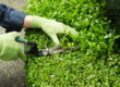 Trimming hedges with garden scissors wearing gloves