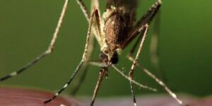 Pet-Friendly-Pest-Control-Ideas–300×300