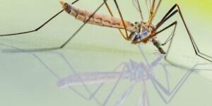 myths mosquito-prevention-300×300