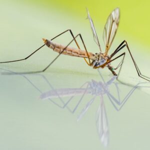 myths mosquito-prevention-300×300