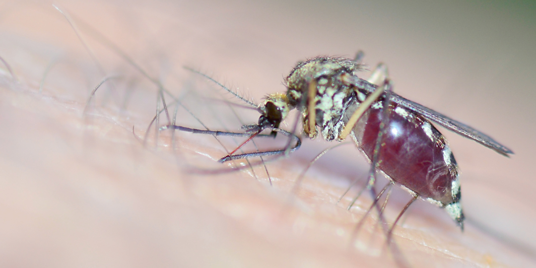 mosquitoes transmit disease