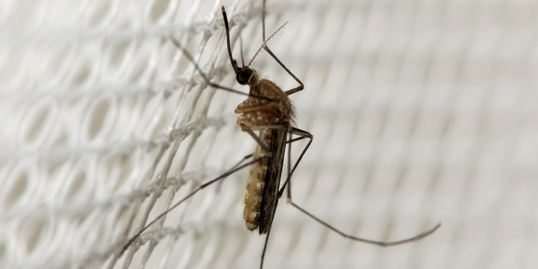 get-rid-of-mosquitoes-in-your-yard-effective-strategies-mosquito