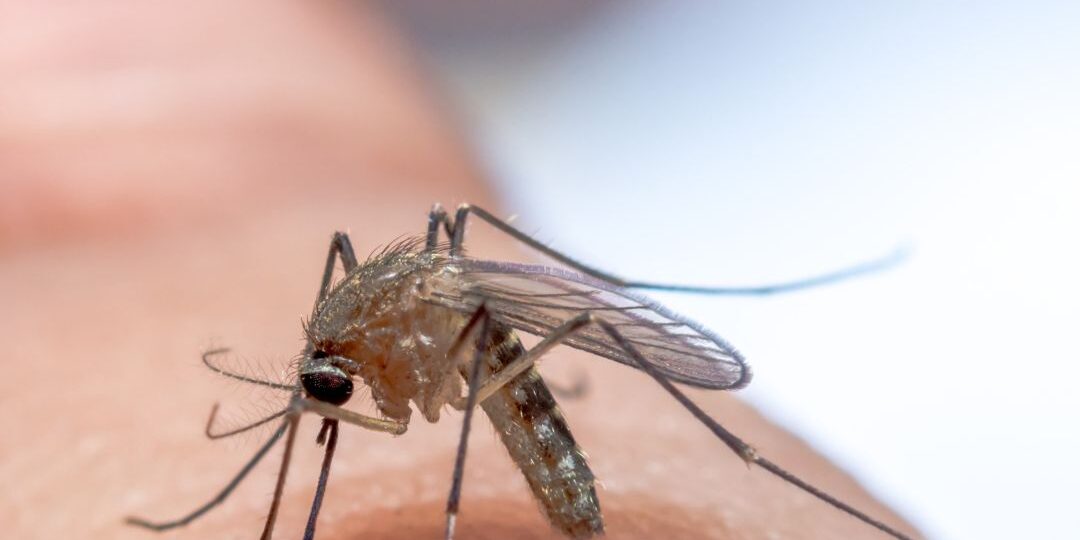 Mastering Mosquito Defense